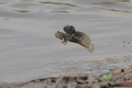 The mudskipper is jumping out of the mud on the beach.