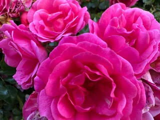 Obraz premium Vivid pink roses. Plymouth, England