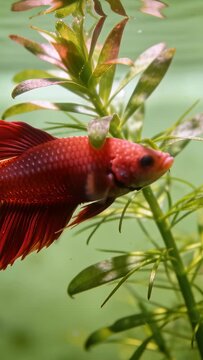 Vertical video: Swimming red betta nudging plant moving right near surface in tank making ripples