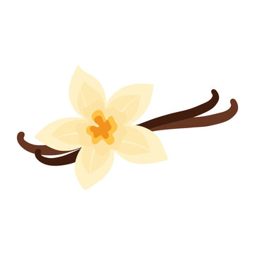 Vanilla flower and pods creating sweet aroma