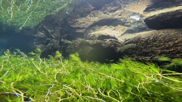 湧水水路の水草を泳ぐ琵琶湖のコアユの水中映像
