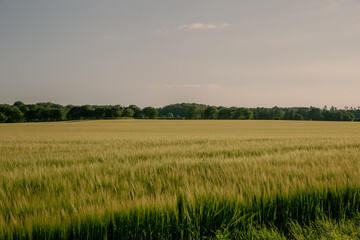 Obraz premium green field and blue sky