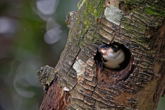 A cute Black-thighed Falconet (Microhierax fringillarius) peeking out from its nest hole inside a textured tree trunk in its natural forest habitat.