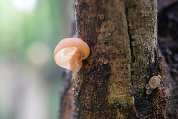 Silver ear fungus on trees © zoo
