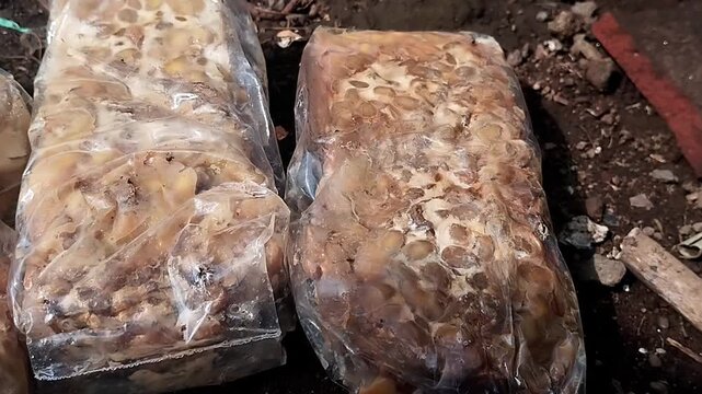 Close up eye level shot of static decaying tempeh blocks inside plastic wrap on outdoor dirt ground.

