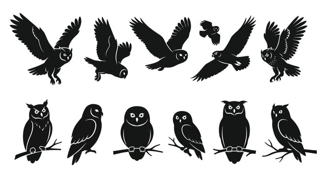 Silhouettes of Owls in Various Poses on White Background