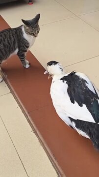  Tabby Cat fighting with duck ,Reaching Paw Toward Duck with Open Beak
