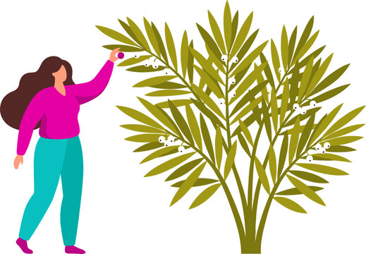 Young Woman Reaching Up To Pick Fresh Purple Berries From Palm Bush Shrub Vector Illustration For Fruit Harvesting and Agriculture Designs