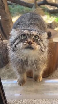Pallas's Cat Pressing Paws Against Glass with Big Eyes
