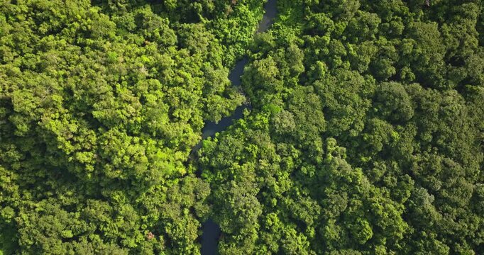Solomon Islands tropical rainforest winding river cutting through the dense, lush green jungle canopy, showcasing an untouched natural ecosystem from an aerial perspective, top down drone flight
