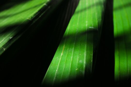 A close-up photo of a banana leaf showing parallel veins and textured lines. The leaf surface is bright green, with dark shadows creating sharp contrast.