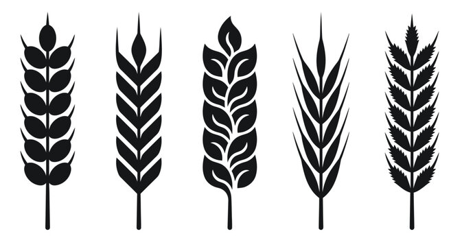 Wheat ear silhouettes set, black cereal grain icons on white background, organic barley and rye stalks vector collection for bakery branding