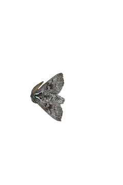 Cossid Moth (Ptilomacra senex), South Australia