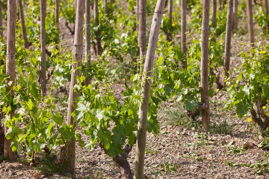 Traditional Priorat vineyards. Viticulture in Tarragona, Catalunya, Spanish agriculture. Spain