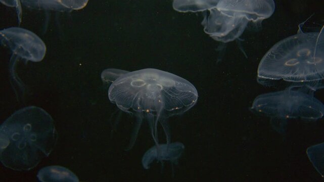4K Video of moon jellyfish swimming gracefully against a black background.