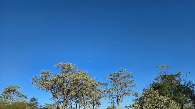 paisagem com arvores 