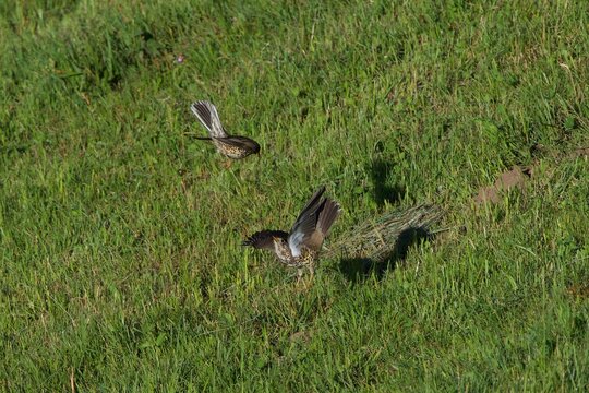 fight of thrushes