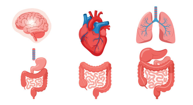 Human internal organs vector set, anatomical medical icons of brain heart and lungs, digestive system illustrations for healthcare education