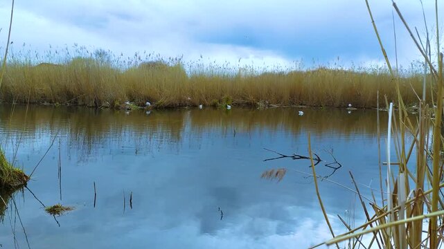 A flock of white seagulls rests on a patch of golden reeds along the edge of a calm, reflective lake under a cloudy sky.