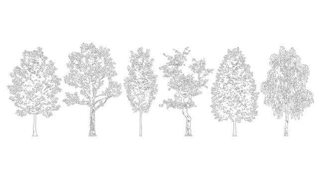 Broadleaf tree illustration elevation view cutout on transparent