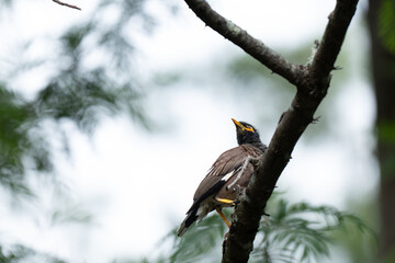Fototapeta premium A Common Myna perched on a tree branch. The bird is captured in profile, looking up toward the sky and the background is softly blurred with hints of foliage and bright, natural light. 