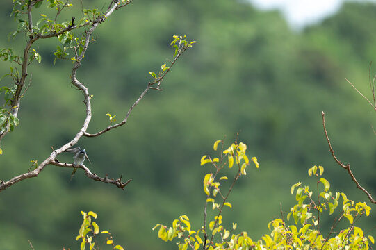 A small Crested Treeswift perched on a bare tree branch against a soft, blurred green background in the wild.