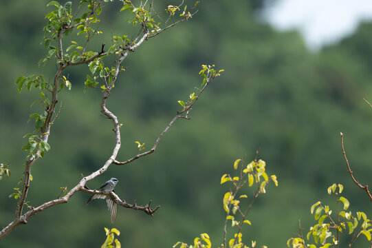 A small Crested Treeswift perched on a bare tree branch against a soft, blurred green background in the wild.