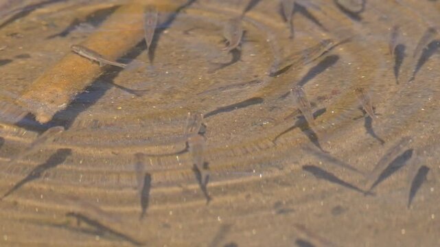 small fishes spawn directly under the water surface