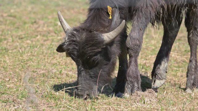 wild water buffalo (Bubalus arnee) grazing