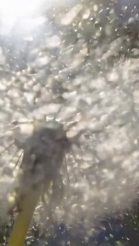 Vertical video: Releasing dandelion seed head losing achenes in backlit meadow breeze lifting seeds