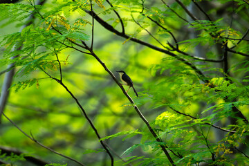 Fototapeta premium A small Common Tailorbird perched gracefully on a tree branch, against a vibrant green and yellow background.