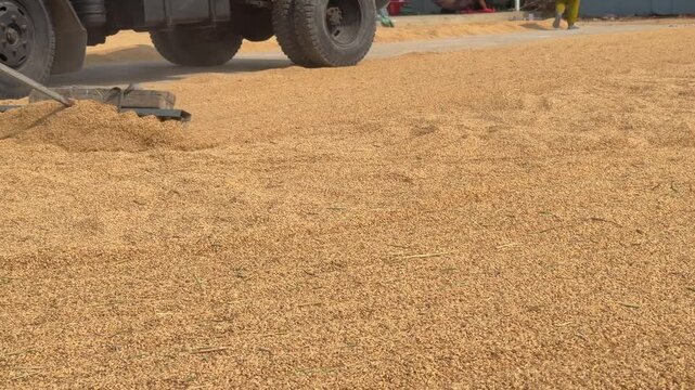 A motorbike spreads harvested rice across a drying surface under sunlight during harvest season. Rice harvest