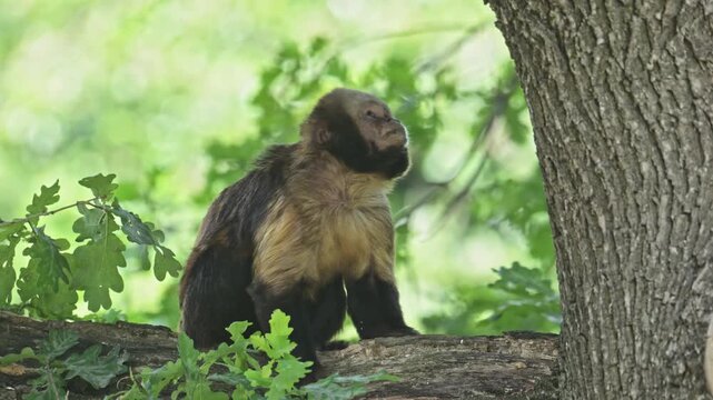 golden-bellied, or yellow-breasted, or buff-headed capuchin (Sapajus xanthosternos)