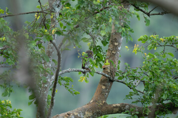 Fototapeta premium Small Jungle Owlet with bright yellow eyes perched on a tree branch surrounded by lush green foliage in a forest. The background is well blurred with bluish green foliage.