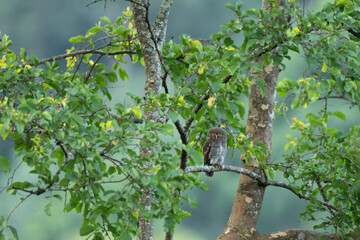 Fototapeta premium Small Jungle Owlet with bright yellow eyes perched on a tree branch surrounded by lush green foliage in a forest. The background is well blurred with bluish green foliage.