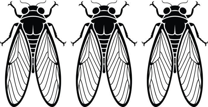 Row of three detailed cicada insect silhouettes with silhouette wildlife entomology creature illustration isolated collection decorative minimalist scientific environmental