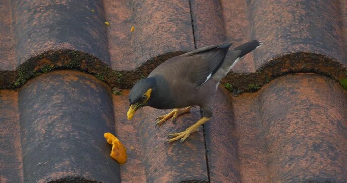 Black bird with yellow beak devouring piece of papaya fruit on tiled roof - C4K