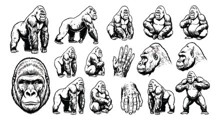 Vintage gorilla illustration set, hand drawn silverback ape sketches, 16 black and white primate vector elements for wildlife branding and mascot design © ishrat
