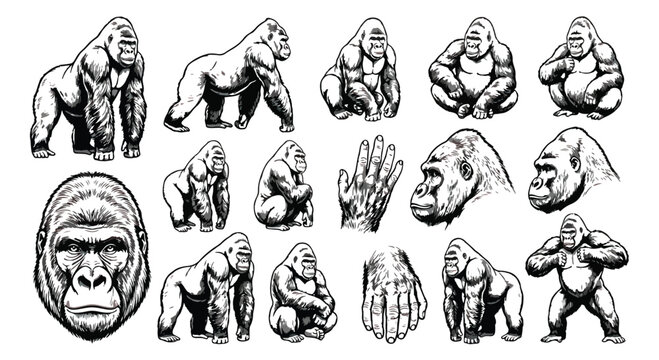 Vintage gorilla illustration set, hand drawn silverback ape sketches, 16 black and white primate vector elements for wildlife branding and mascot design