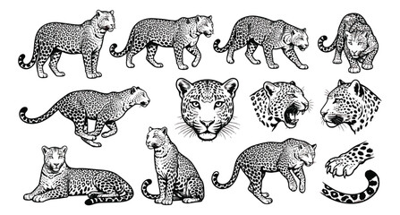 Vintage leopard illustration set, hand drawn wild cat sketches in woodcut style, black and white jaguar vector graphics for nature branding © ishrat