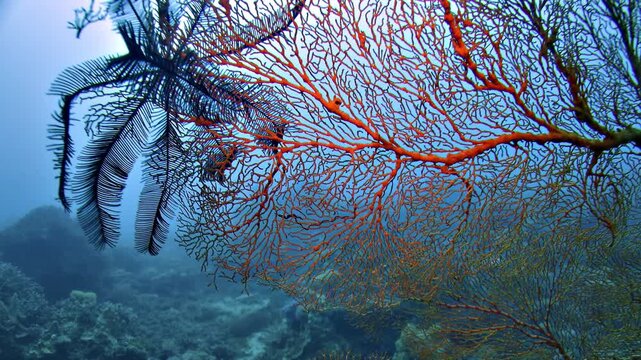Close-up of the intricate branches of a red gorgonian, sea fan coral, on a tropical reef in the Timor Sea, Timor-Leste.