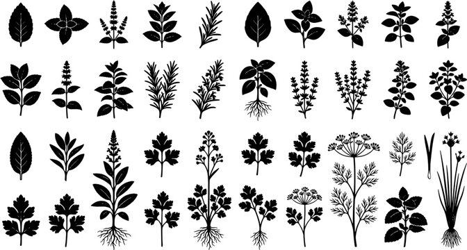 Herbs and spices vector icon set, isolated on white background