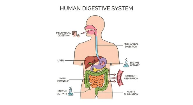 Human Digestive System Diagram Showing Mechanical Digestion, Liver, Small Intestine, Enzyme Activity, Nutrient Absorption, and Waste Elimination Processes Isolated on White Background