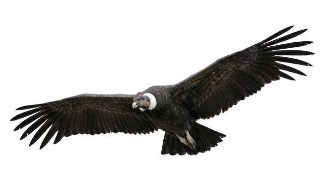 Andean condor flying with wings spread wide against a neutral isolated on transparent background scene.