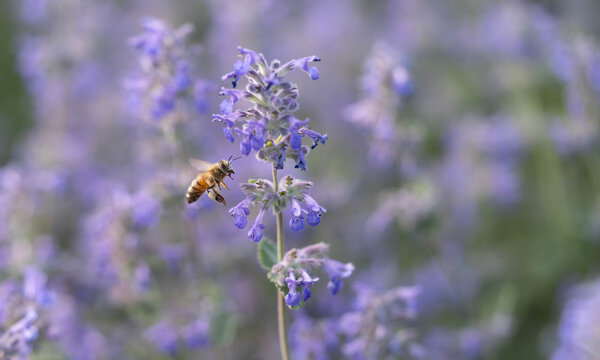 Honey Bee Hovering Near Blue Catmint Flowers Collecting Nectar, Macro Photography