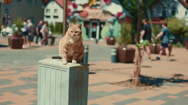 Ginger cat sitting on street bollard while woman captures photo with smartphone. Outdoor scene in town with blurred pedestrians. Pet photography and urban travel lifestyle concept.
