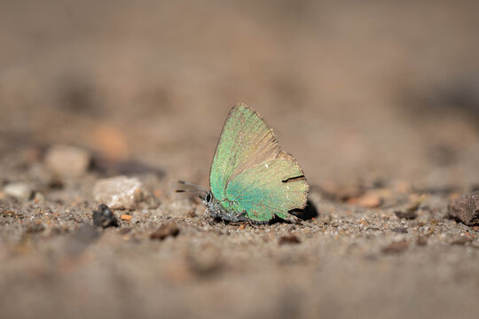 Green Hairstreak Butterfly with Iridescent Wings Resting on Sandy Ground