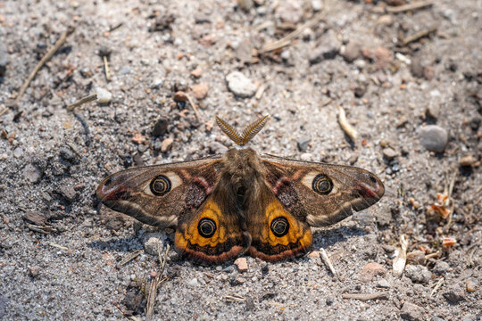 Emperor moth with eye spots resting on sandy ground, detailed macro wildlife photo