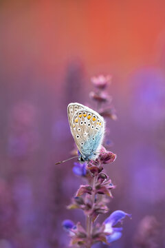 Blue Butterfly on Purple Wildflower with Dreamy Pastel Bokeh, Macro Nature Photography