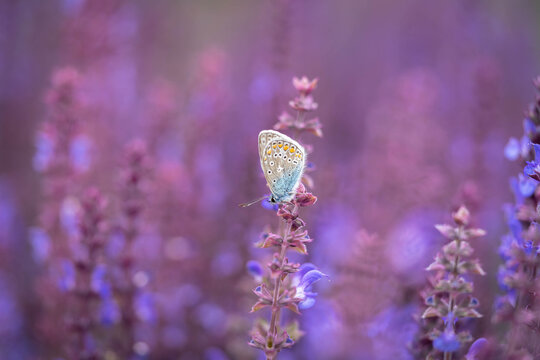 Butterfly Feeding on Purple Salvia Flower in Garden, Macro Nature